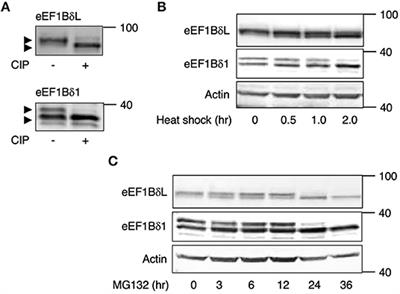 Heat Shock-Induced Dephosphorylation of Eukaryotic Elongation Factor 1BδL by Protein Phosphatase 1